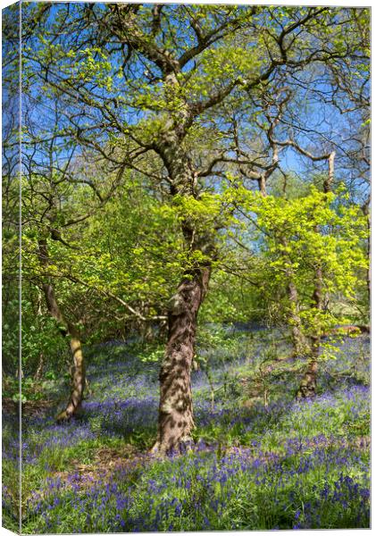 Spring in an English woodland Canvas Print by Andrew Kearton