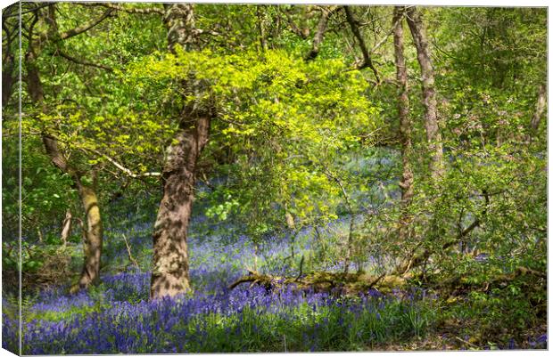 Spring at Etherow country park Canvas Print by Andrew Kearton
