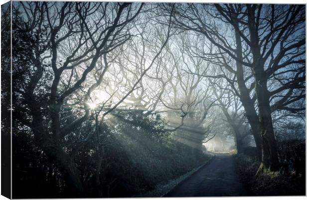 Morning mist on a country lane Canvas Print by Andrew Kearton