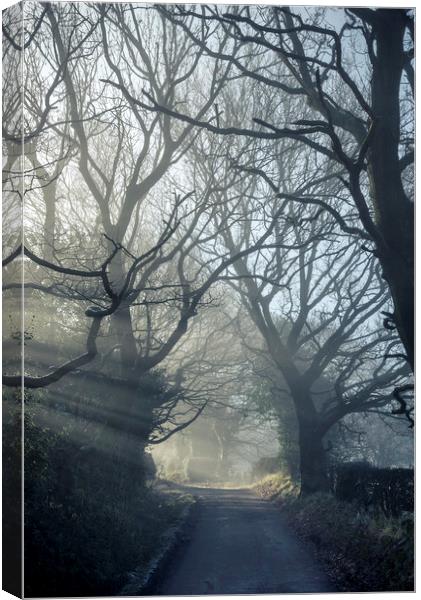English Oaks on a misty lane Canvas Print by Andrew Kearton
