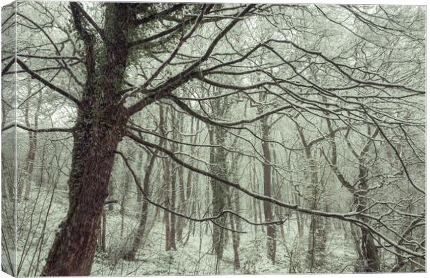 Snow falling in the woods Canvas Print by Andrew Kearton