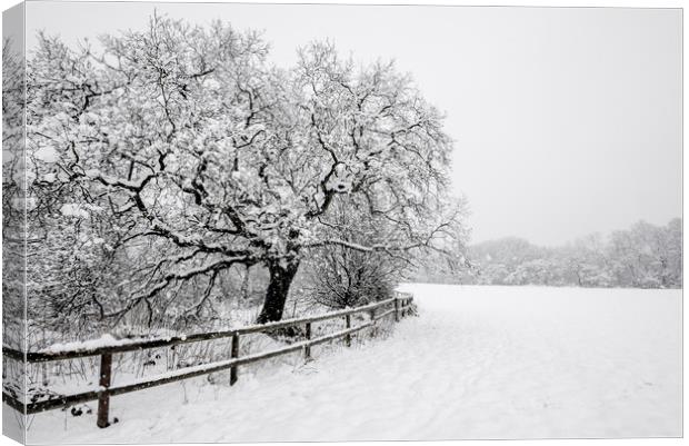 English Oak in the snow Canvas Print by Andrew Kearton