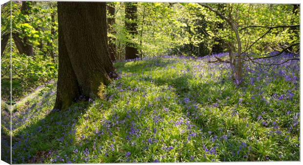 Bluebells in an English woodland Canvas Print by Andrew Kearton