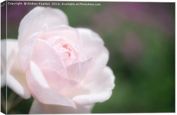 Dreamy pink rose Canvas Print by Andrew Kearton