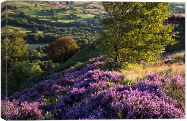 Vibrant summer colours in the landscape Canvas Print by Andrew Kearton