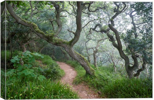 Mysterious Oak woodland Canvas Print by Andrew Kearton