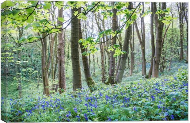 Bluebells in an English woodland in spring Canvas Print by Andrew Kearton