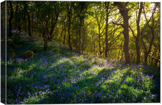 Sunbeams in a bluebell wood Canvas Print by Andrew Kearton