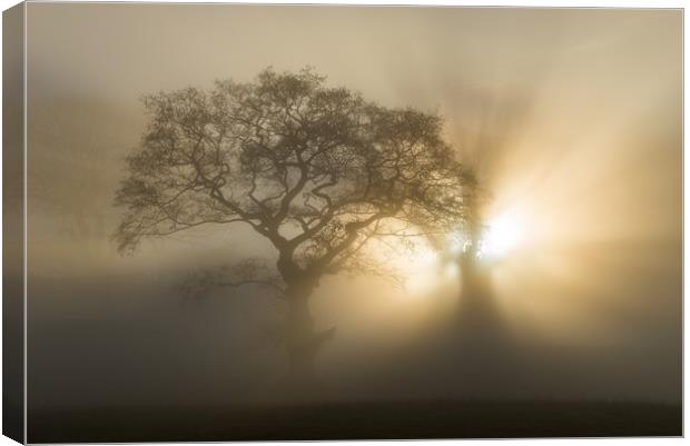 Oak trees on a foggy winter morning Canvas Print by Andrew Kearton
