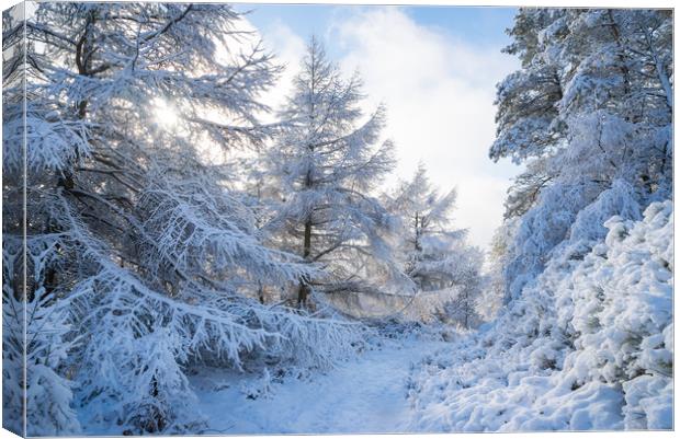 Path through snowy forest Canvas Print by Andrew Kearton