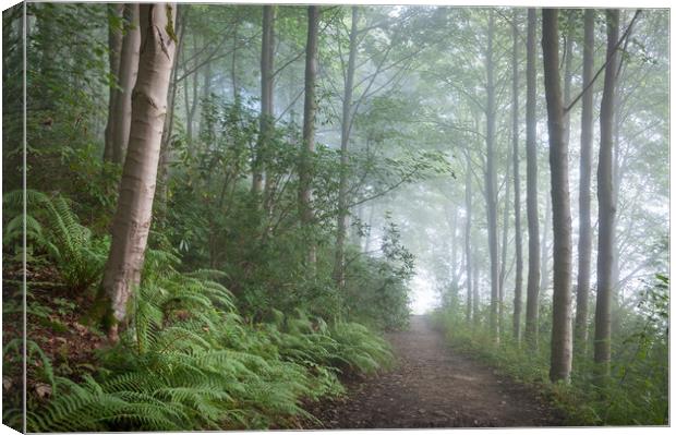 Misty forest in the Peak District Canvas Print by Andrew Kearton