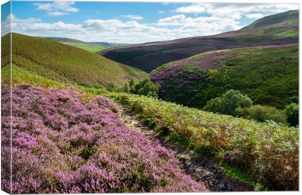Heather moorland in the Peak District Canvas Print by Andrew Kearton