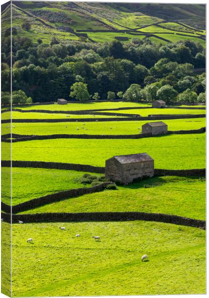 Fields and stone barns in Swaledale, North Yorkshi Canvas Print by Andrew Kearton