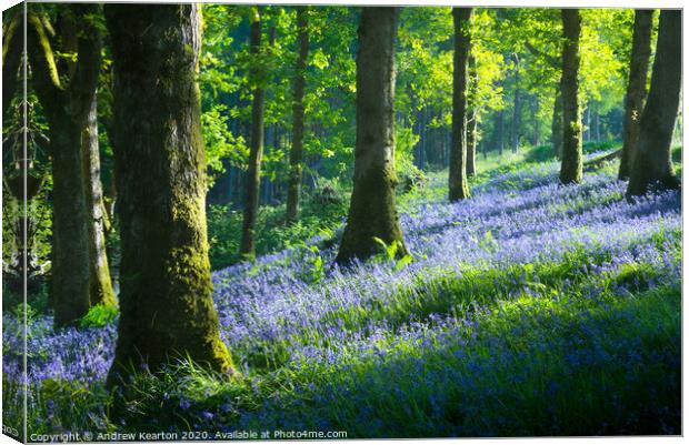 Bluebell woodland in Snowdonia Canvas Print by Andrew Kearton