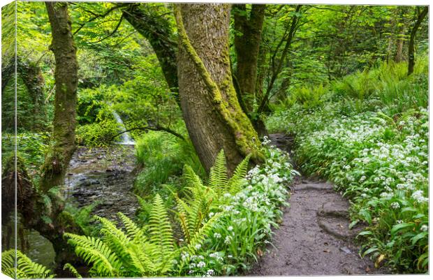 Spring woodland path at Aberfforest, Pembrokeshire Canvas Print by Andrew Kearton