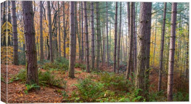 Pine forest in autumn, Erncroft woods, Compstall Canvas Print by Andrew Kearton