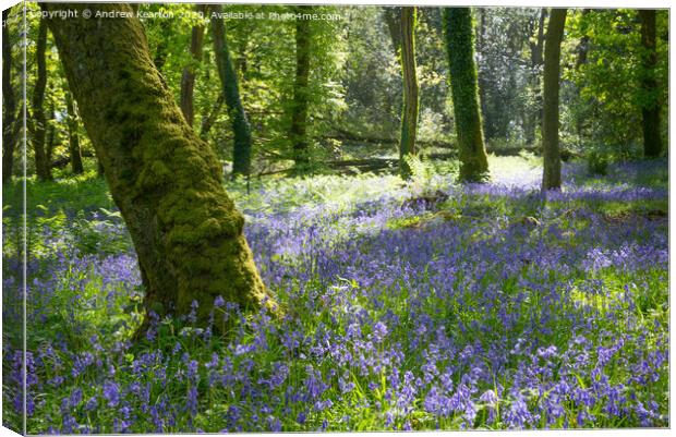 Bluebells in a Welsh woodland Canvas Print by Andrew Kearton