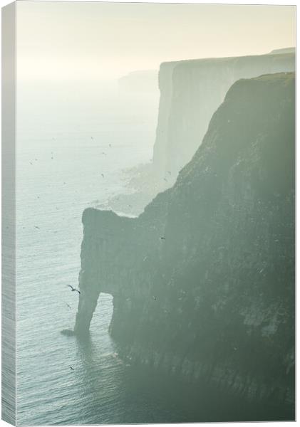 Gannets at Bempton Cliffs, North Yorkshire Canvas Print by Andrew Kearton