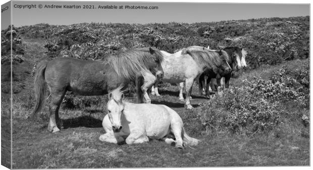 Snoozy ponies on clifftops in Pembrokeshire Canvas Print by Andrew Kearton