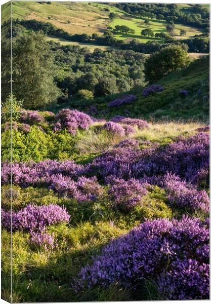 Summer heather and greenery, Charlesworth, Derbyshire Canvas Print by Andrew Kearton