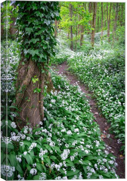 Wild garlic in an English woodland in spring Canvas Print by Andrew Kearton