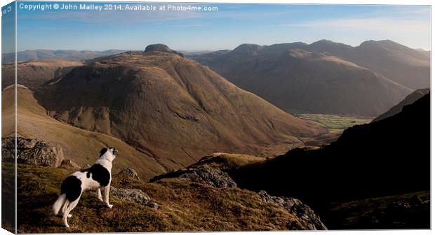  Border Collie Dog Overlooking Wasdale Canvas Print by John Malley