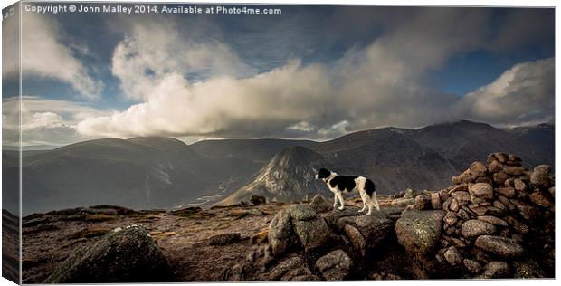 Taking in the view Canvas Print by John Malley