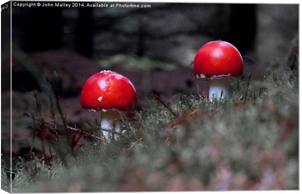 Fly Agaric Twosome Canvas Print by John Malley