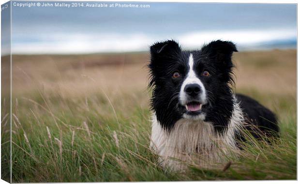 Once Upon a Time there was this BIG Sheep! .... Canvas Print by John Malley