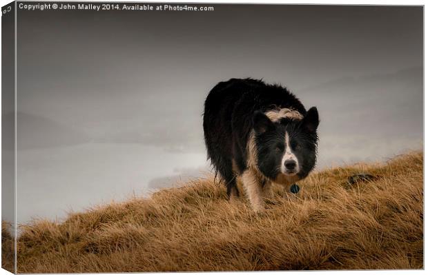  The Stalker Canvas Print by John Malley