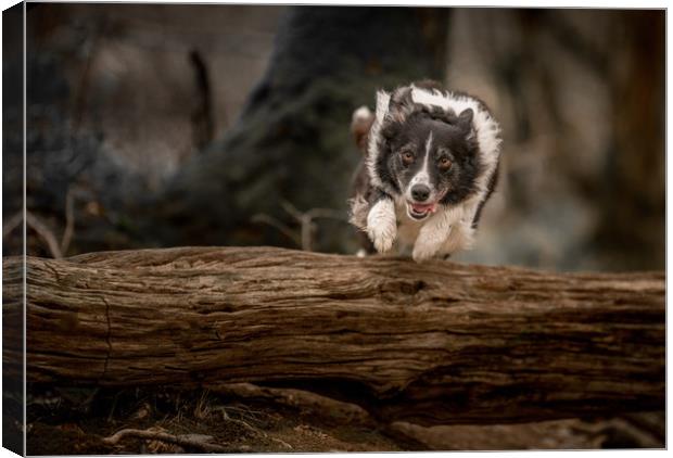 Border Collie in Action Canvas Print by John Malley