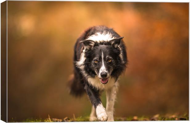 The Eye of a Border Collie Canvas Print by John Malley