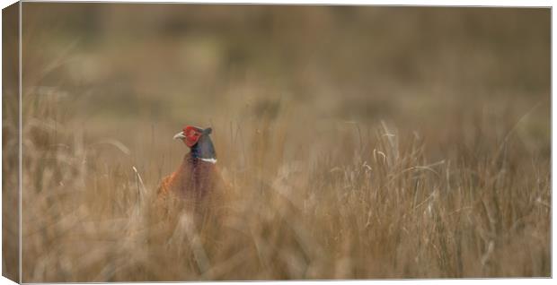 Pheasant under Cover Canvas Print by John Malley