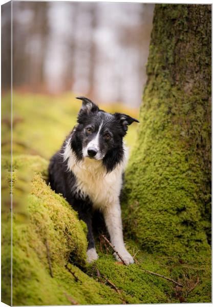 Border Collie Games Canvas Print by John Malley