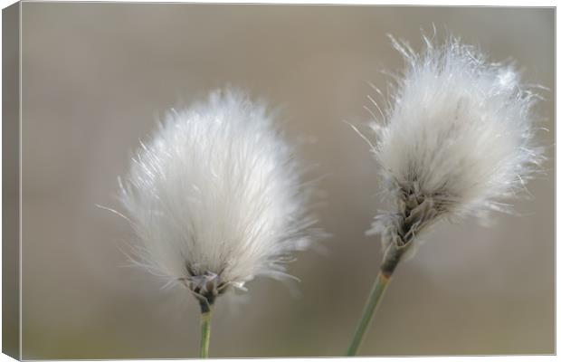 Common Cotton Grass Canvas Print by John Malley