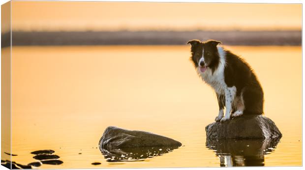 Awaiting 'His Masters Voice' Canvas Print by John Malley