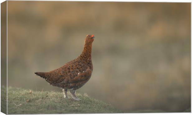 The Red Grouse Canvas Print by John Malley