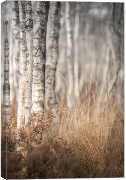 The Winter Birch Woodland Canvas Print by John Malley