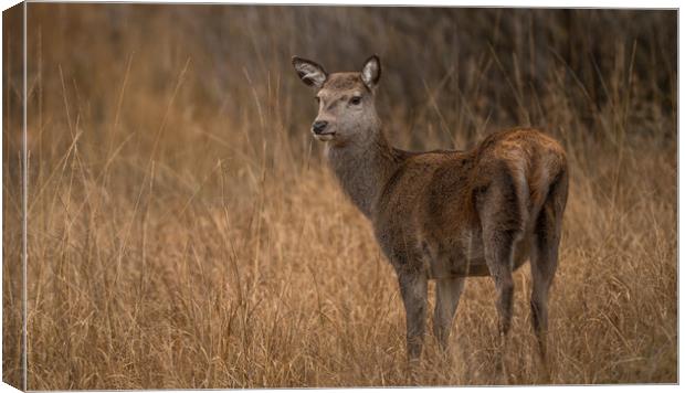 A Red Deer, Ever Watchful  Canvas Print by John Malley
