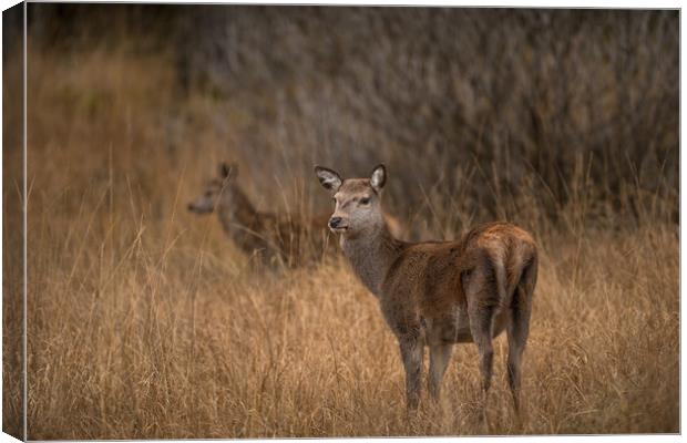 "Did you hear it too?" Canvas Print by John Malley