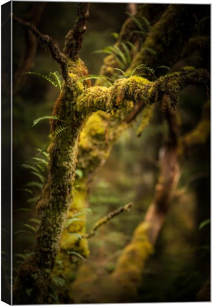 The Hidden World of Trees Canvas Print by John Malley