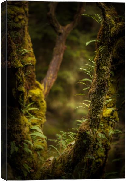 The Hidden World of Trees Canvas Print by John Malley
