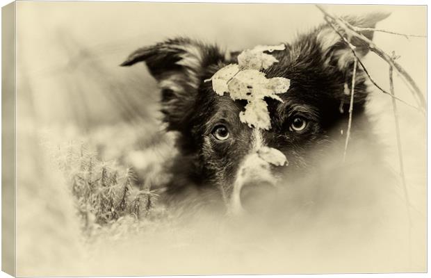"They won't see me .. I'm camouflaged!"  Canvas Print by John Malley