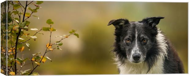 It's a Rain Day Canvas Print by John Malley