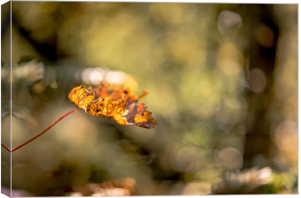 All Aglow in Autumn Light Canvas Print by John Malley