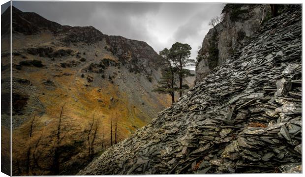 The Solitary Pines Canvas Print by John Malley