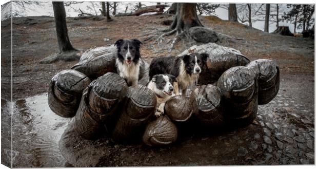 A 'Handful' of Collies! Canvas Print by John Malley