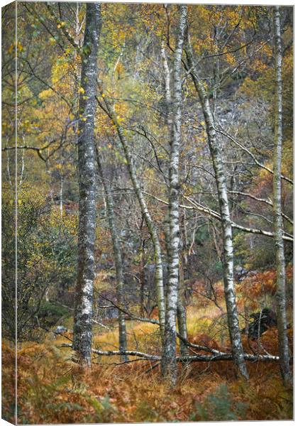 Birchland Autumn Canvas Print by John Malley