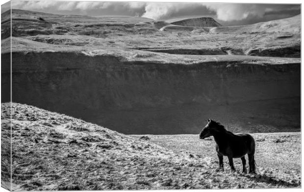 Cumbrian Fell Pony Canvas Print by John Malley