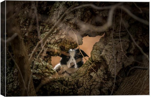 Collie through the Looking Hole Canvas Print by John Malley